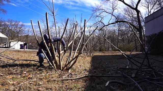 Winter Dormant Fig Tree Pruning смотреть онлайн