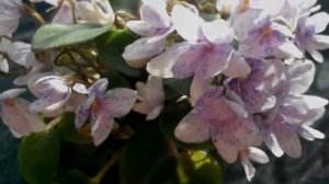 Цветоволшебство фиалки Rob’s Boolaroo