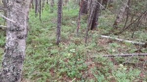 ЛИСИЧКИ|ГДЕ РАСТЁТ ГРИБ ЛИСИЧКА|КАК СОБИРАТЬ|