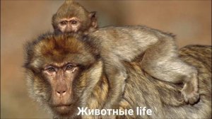 МАГОТ?/Животные life/Приматы/Животные/Интересные факты