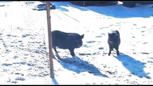 Вьетнамские поросята зимой