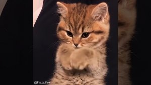 Лапкой эть! ?