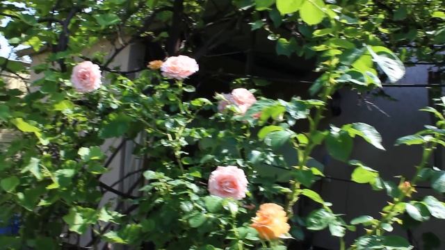 Роза Полька и Гран при 2019 смотреть онлайн