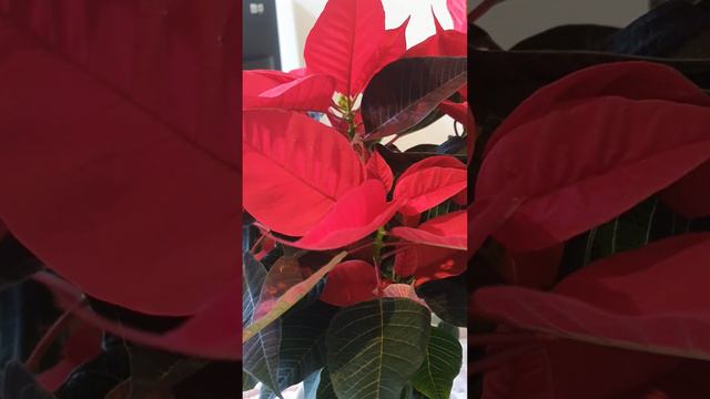 Christmas Plant/#poinsettia/#shortpoinsettia смотреть онлайн
