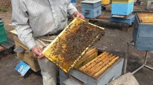 рамка расплода или рамка с расплодом осенью