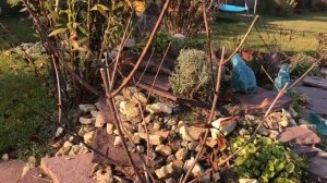 Кто выжил с посылки «Русский Огород »??♀️ работы в саду , октябрь? зимовка растений в горшке ?