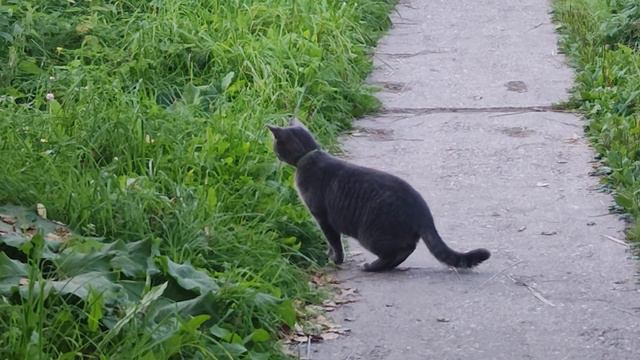 Кот охотник. смотреть онлайн