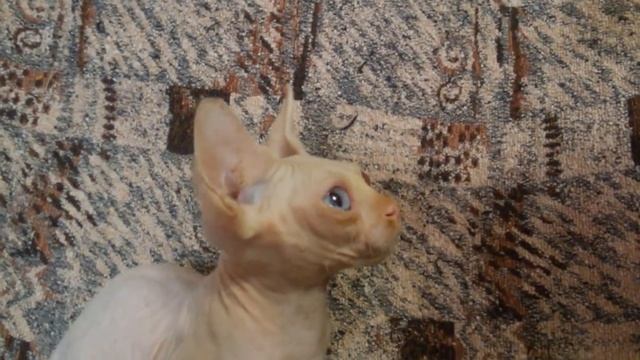 Харлей - голубоглазый блондин смотреть онлайн