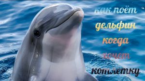 как поёт дельфин когда хочет котлетку /дельфин поёт