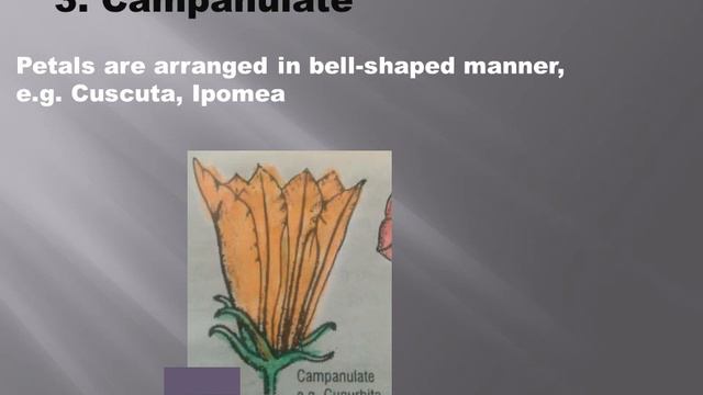 The Flower and its Morphology/what is the Flower? Floral Organs of Flowers/Plant Morphology/Anatomy смотреть онлайн