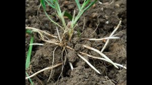 Как избавиться от сорняка и травы навсегда!