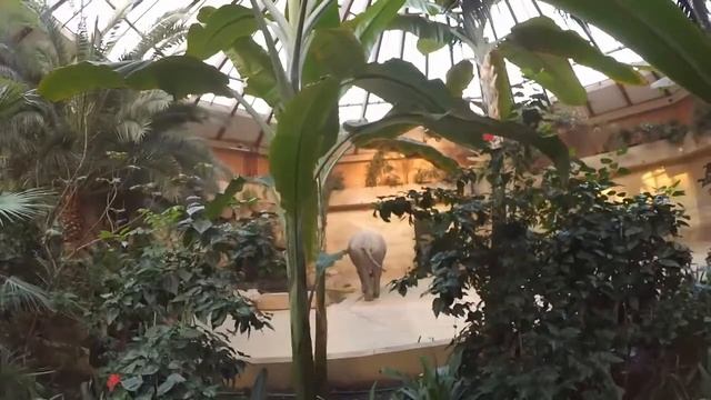 Польша , Варшава - Зоопарк павильон со слоном смотреть онлайн