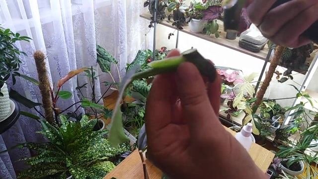 Комнатные растения.