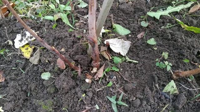 Наросты на побегах малины - стеблевая галица малины.Меры борьбы. смотреть онлайн