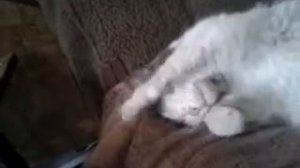 милый котик спит и тянет лапки funny cat sleeping