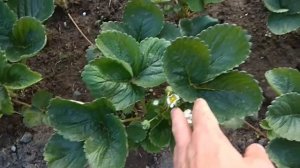 В какой земле лучше всего растёт клубника
