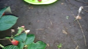 Малина Кванза в ноябре суперский сорт