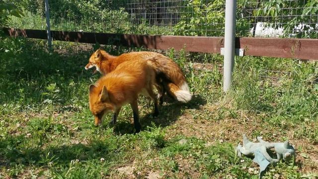 Лиса Василиса и Фокси - Мы будем танцевать! смотреть онлайн