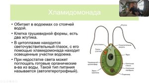 Протисты. Одноклеточные водоросли. Хлорелла и хламидомонада