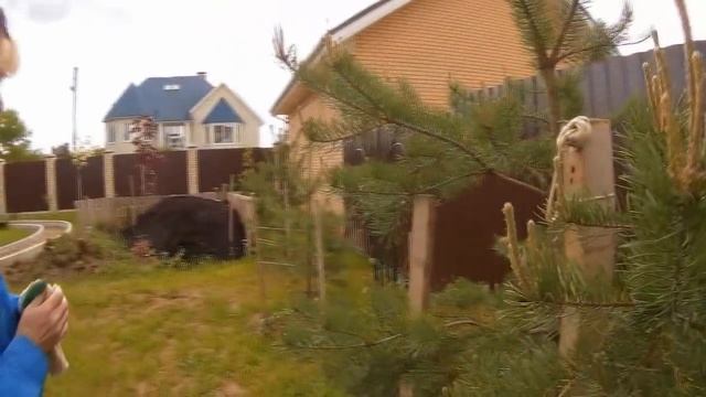 Посадка взрослой сосны из леса - 100% результат! смотреть онлайн