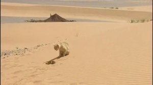 Кошка против змеи