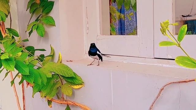 Allamanda Golden Trumpet Bush || Allamanda Vine || Allamanda Creeper (Yellow) - Plant смотреть онлайн