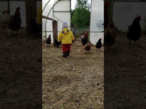 Утро в курятнике 2
