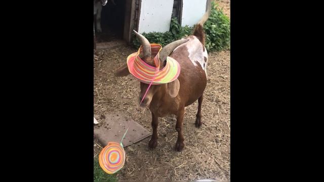 Кастинг моделей в шляпке. Блондинка, шатенка или мулатка? смотреть онлайн