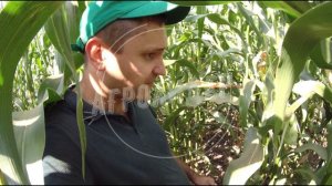 ГИБРИД НА ОБЗОРЕ - КАСКАД 195 (Стабильность от всходов до початков)