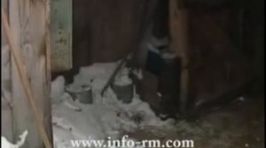 Опасные животные - быки убийцы