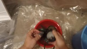 Чистка фильтра EHEIM aquaball 130.  Аквариум 120 л.