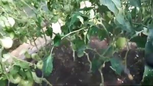 Болезни томатов в теплице