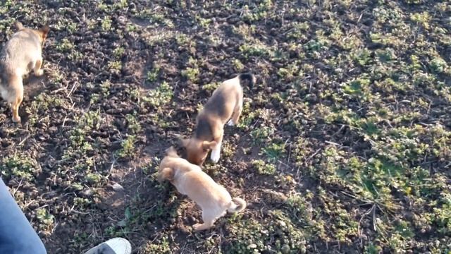 Купить саженцы клубники/Для чего крыжовнику горох/Что с люцерной/Первые роботы в апреле на участке. смотреть онлайн