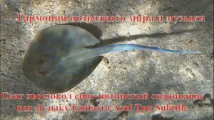 27. Скат хвостокол сине-пятнистый спаривание  под музыку Guitarra Azul Три Слезы