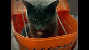 Как оставить кошку одну дома на несколько дней без вреда здоровью