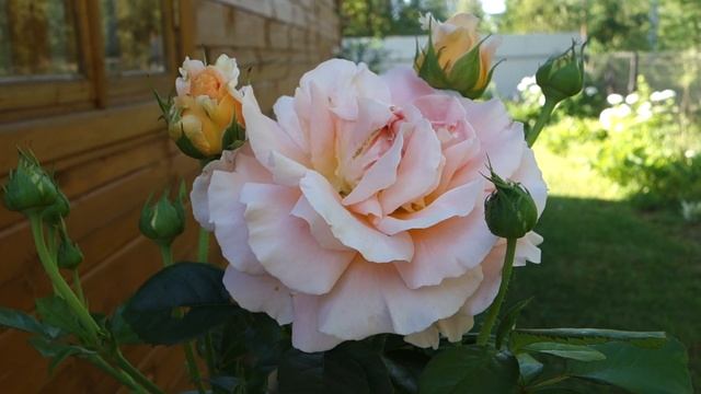 Роза Полька смотреть онлайн