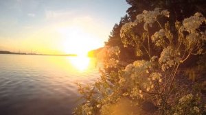 ЛЕЩ ЗАПЕЧЁННЫЙ НА КОСТРЕ . С ВНУКОМ НА РЫБАЛКЕ НА ВОЛГЕ .