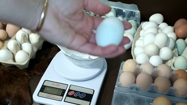 КАКИЕ КУРЫ НЕСУТ ГИГАНТСКИЕ и КРОШЕЧНЫЕ ЯЙЦА - ПОКАЗЫВАЮ И РАССКАЗЫВАЮ❗