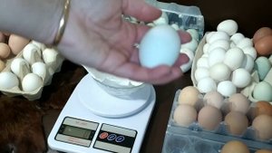 КАКИЕ КУРЫ НЕСУТ ГИГАНТСКИЕ и КРОШЕЧНЫЕ ЯЙЦА - ПОКАЗЫВАЮ И РАССКАЗЫВАЮ❗
