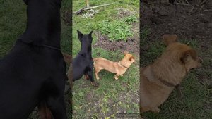 я все таки это сделала. Старой вишни больше нет!!!