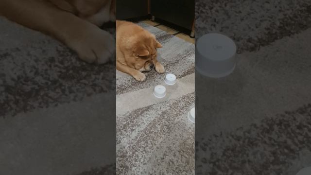 Чау-чау смуф (к.ш.)....Смущается, Сальма, когда её начинают снимать на видео.. смотреть онлайн