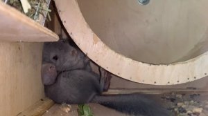 Плюсы и минусы шиншилл дома. Ночной шум и как с ним бороться