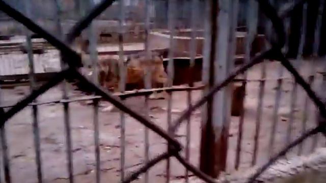 Ростовский зоопарк. Волк. VID 20151122 161646 смотреть онлайн