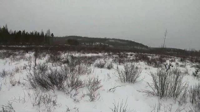 На улице ниже 50 грудусов мороза! Охота на лося! смотреть онлайн