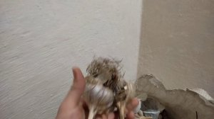 Обжигаем новый казан.  Готовим плов.