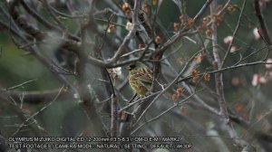 Olympus M.ZUIKO 12-200mm f/3.5-6.3 Test Footage