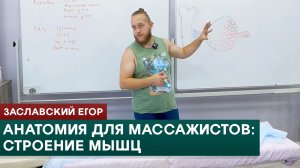 Анатомия для массажистов. Строение мышц. Заславский Егор