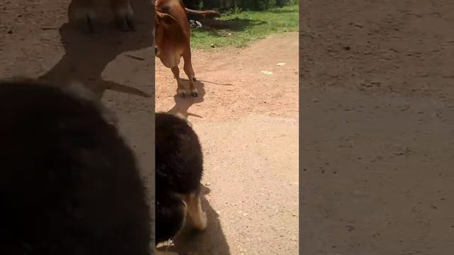 Diana vs cow love  Diana family  diana dog  short  short bestshort
