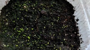 Фиалки из семян.