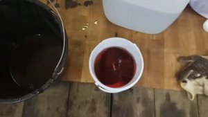 Печень бобра.